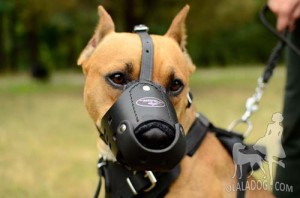 Muzzled and Harnessed Pitbull Dog