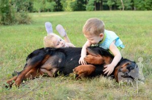 Funny Joyful Time With Rottweiler Dog