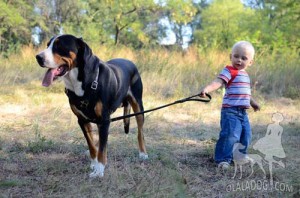 Harnessed Dog