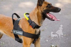 Belgian Malinois in Training Harness and Collar