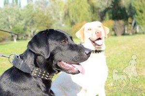 Labradors in Cool Collars