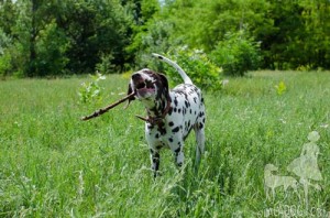 This Dalmatian boy loves sticks