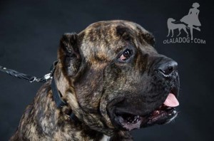 Big Cane-Corso Boy with a Collat on