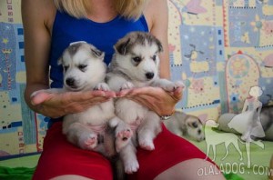 Two Adorable Husky Puppies Sitting in Hands